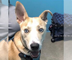 Siberian Husky Dogs for adoption in Houston, TX, USA