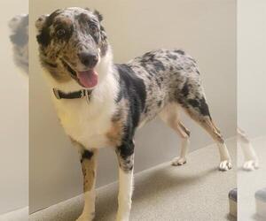 Australian Shepherd-Catahoula Leopard Dog Mix Dogs for adoption in West Valley, UT, USA