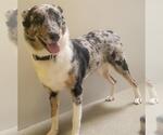 Small Australian Shepherd-Catahoula Leopard Dog Mix