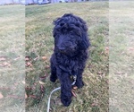 Small Photo #1 Goldendoodle Puppy For Sale in FORT LEWIS, WA, USA