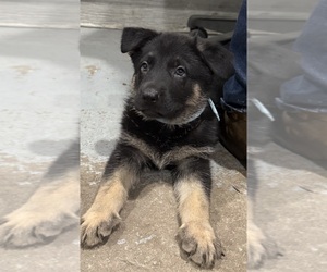 German Shepherd Dog Puppy for sale in BRIGHTON, CO, USA