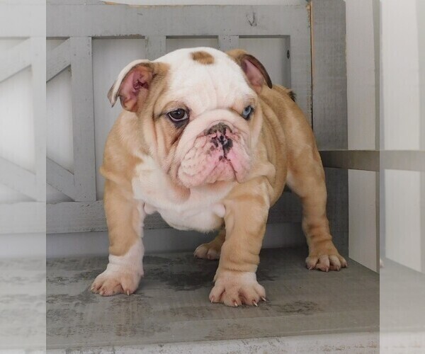 Medium Photo #2 Bulldog Puppy For Sale in CARSON CITY, MI, USA