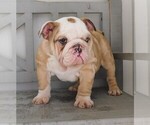 Small Photo #2 Bulldog Puppy For Sale in CARSON CITY, MI, USA