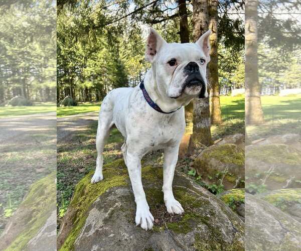 Medium Photo #2 Boxer Puppy For Sale in Stanwood, WA, USA