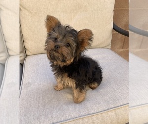 Yorkshire Terrier Puppy for Sale in LAS VEGAS, Nevada USA