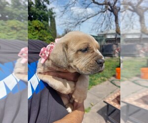 Cane Corso Puppy for sale in MODESTO, CA, USA
