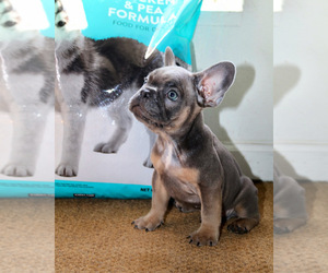French Bulldog Puppy for sale in LOCKEFORD, CA, USA