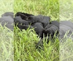 Small #9 Labrador Retriever