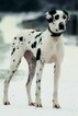 Small Photo #6 Great Dane Puppy For Sale in BOISTFORT, WA, USA