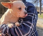 Small Photo #99 French Bullhuahua Puppy For Sale in SPRAGGS, PA, USA