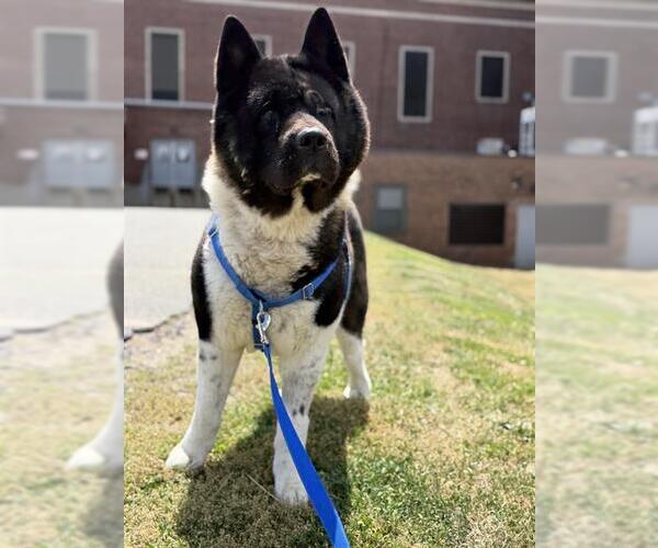 Medium Photo #2 Akita Puppy For Sale in Boston, MA, USA