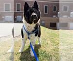 Small #1 Akita