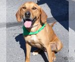 Small #11 Mutt
