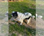 Small Photo #3 Cocker Spaniel-Unknown Mix Puppy For Sale in Shreveport, LA, USA