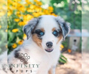 Miniature Australian Shepherd Puppy for sale in REBERSBURG, PA, USA