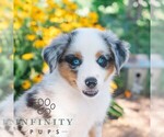 Small Miniature Australian Shepherd