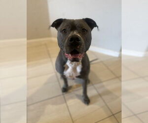 American Staffordshire Terrier Dogs for adoption in Rosenberg, TX, USA