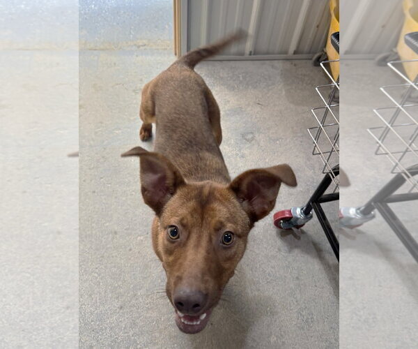 Medium Photo #3 Redbone Coonhound-Unknown Mix Puppy For Sale in Rockaway, NJ, USA
