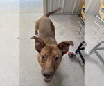 Small #2 Redbone Coonhound Mix