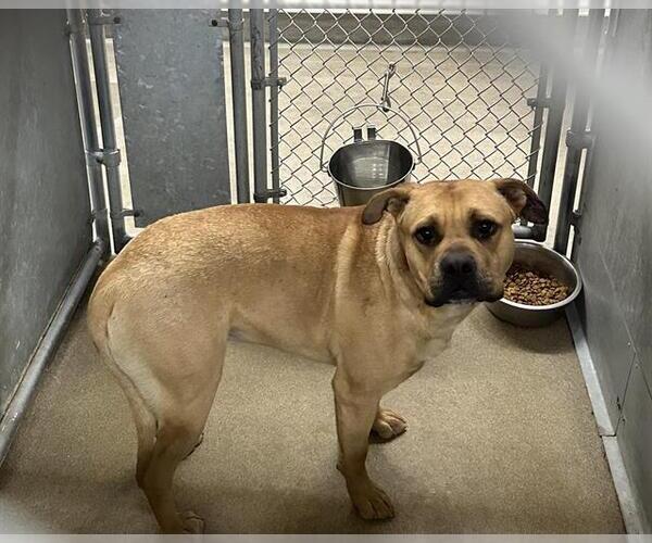 Medium Photo #1 Mutt Puppy For Sale in HESPERIA, CA, USA