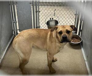 Mutt Dogs for adoption in HESPERIA, CA, USA