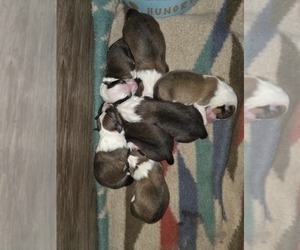 Shetland Sheepdog Puppy for Sale in GEORGETOWN, Kentucky USA