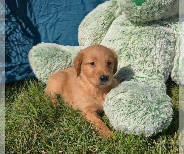 Medium Photo #1 Golden Retriever Puppy For Sale in RIGA, MI, USA