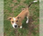 Small #1 American Staffordshire Terrier Mix