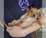 Small #4 Italian Greyhuahua