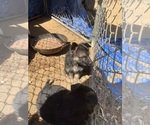 Small #1 German Shepherd Dog