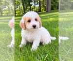 Small #5 Poodle (Miniature)