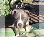 Puppy Puppy 4 Sophia American Bully