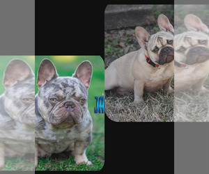 Mother of the French Bulldog puppies born on 07/06/2023