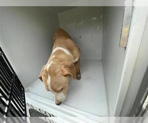 Labrador Retriever-Unknown Mix Dogs for adoption in Houston, TX, USA