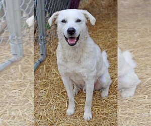 Labrador Retriever-pomeranian spitz Mix Dogs for adoption in Green Forest, AR, USA