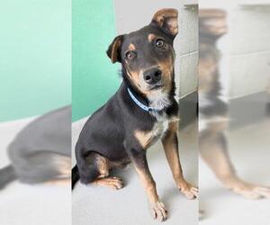 German Shepherd Dog-Unknown Mix Dogs for adoption in Visalia, CA, USA