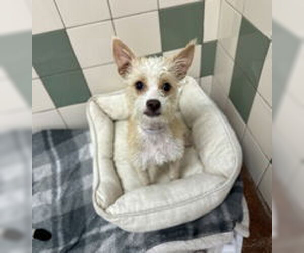 Medium Photo #1 Chihuahua Puppy For Sale in Salinas, CA, USA