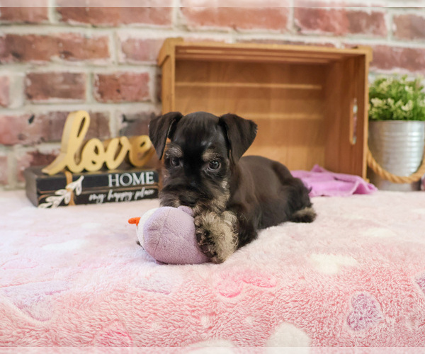 Medium Photo #1 Schnauzer (Miniature) Puppy For Sale in SYRACUSE, IN, USA