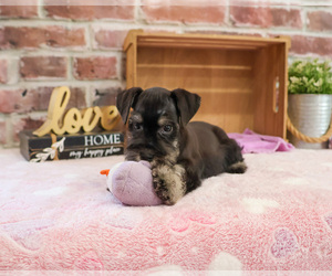 Schnauzer (Miniature) Puppy for sale in SYRACUSE, IN, USA