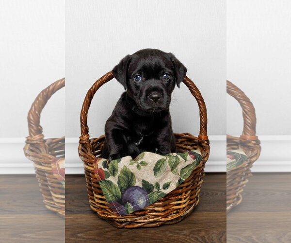 Medium Photo #4 Labrador Retriever-Unknown Mix Puppy For Sale in McKinney, TX, USA