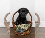 Small #3 Labrador Retriever Mix