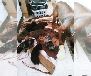 Labrador Retriever-Red Heeler Mix Puppy for sale in CEDAR CITY, UT, USA