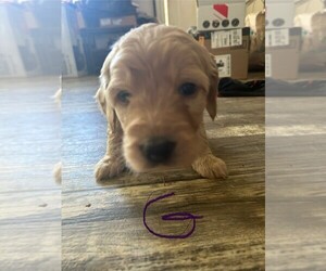 Medium Goldendoodle