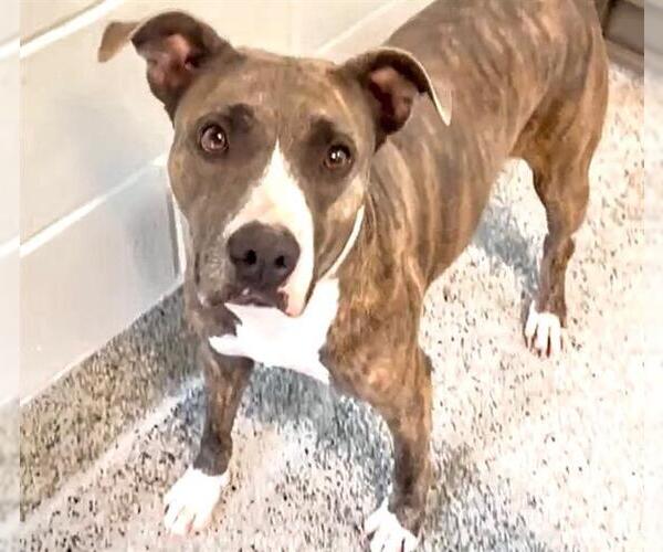 Medium Photo #2 American Pit Bull Terrier Puppy For Sale in Houston, TX, USA