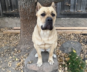 Mother of the Cane Corso puppies born on 06/05/2026