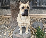 Small Photo #1 Cane Corso Puppy For Sale in LIVERMORE, CA, USA
