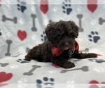 Small Photo #5 ShihPoo Puppy For Sale in LAKELAND, FL, USA