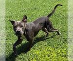 Small #3 American Pit Bull Terrier