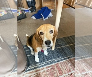 Beagle Dogs for adoption in Las Vegas, NV, USA