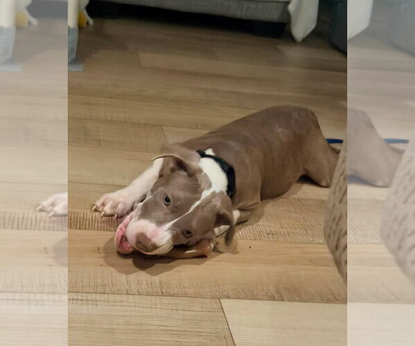 Medium Photo #4 Mutt Puppy For Sale in Spotsylvania, VA, USA